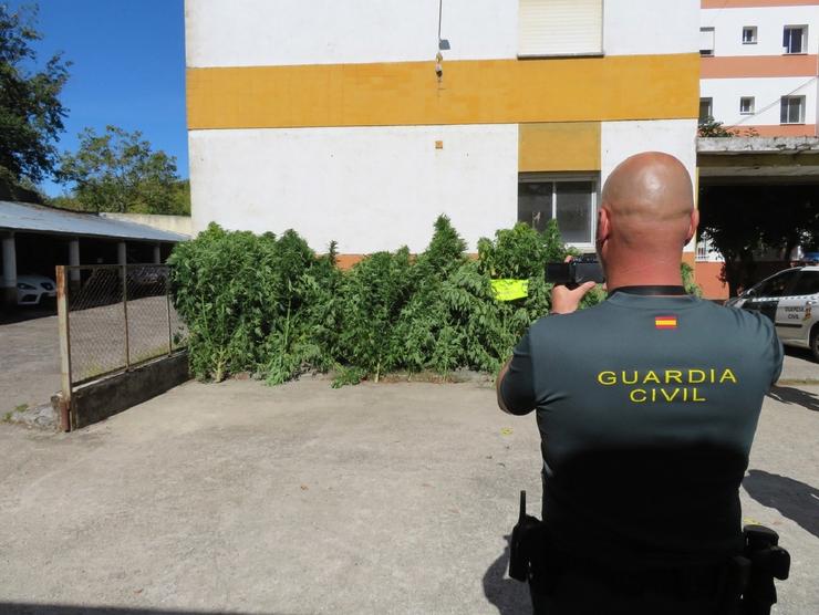 Plantas de marihuana incautadas en leiras dunha veciña de Lobios (Ourense). GARDA CIVIL 