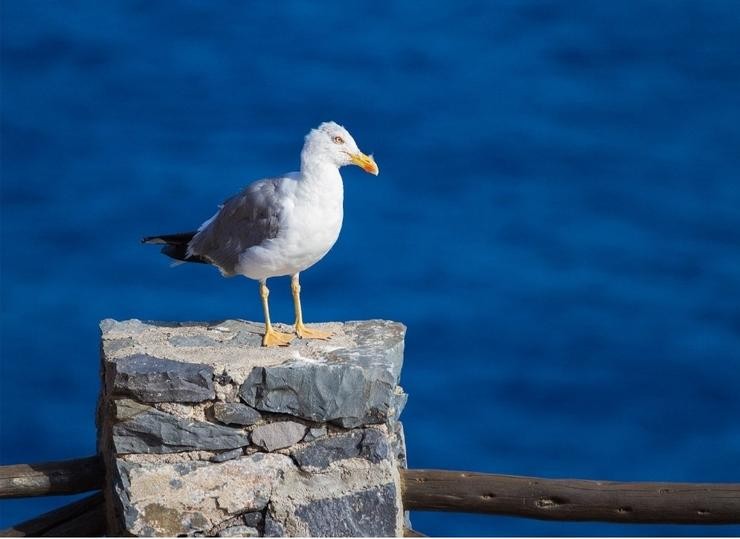 Unha gaivota pousada nun muro. IEO / Europa Press