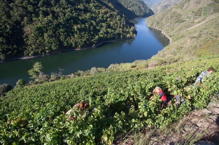 Vendimiadores en viñedos da Ribeira Sacra luguesa. Carlos Castro - Europa Press