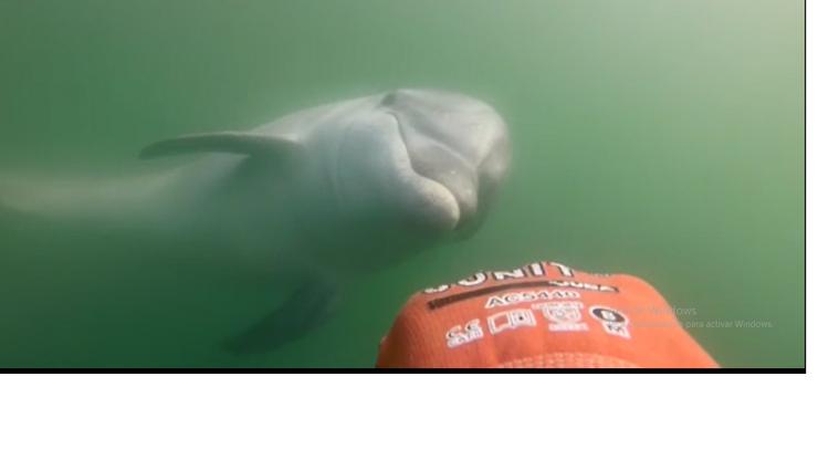 Captura de pantalla dun dos vídeos nos que se aprecia a un golfiño nas augas de Noia / cedida