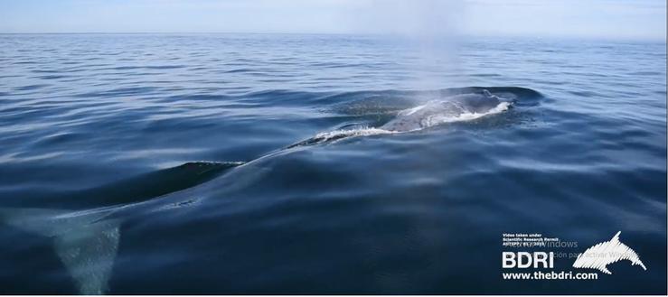 Captura da pantalla do vídeo de Bottlenose Dolphin Research Institute onde se apreza unha balea azul no entorno das Illas Cíes/Bottlenose Dolphin Research Institute 