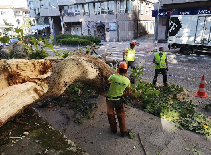 Traballadores talando o plataneiro caído na madrugada na Alameda de Montero Ríos en Pontevedra. / PSOE Pontevedra