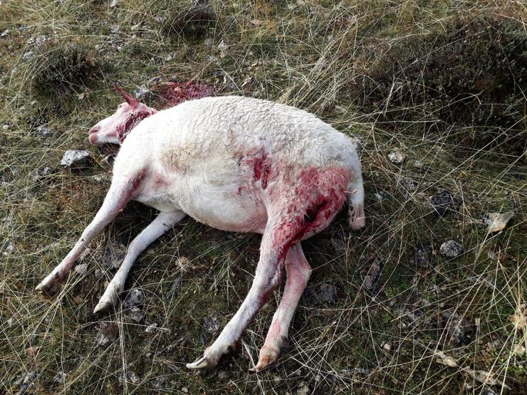Gando atacado por lobos / Europa Press.