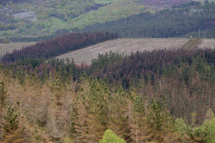 Aspecto dunha leira tallada de piñeiro entre dúas grandes masas de eucalipto en Candaido, A Fonsagrada, a 22 de abril de 2021, en Lugo, Galicia (España). A moratoria para a plantación de eucalipto entrará en vigor en maio, para acelerar estase pr. Carlos Castro - Europa Press - Arquivo / Europa Press