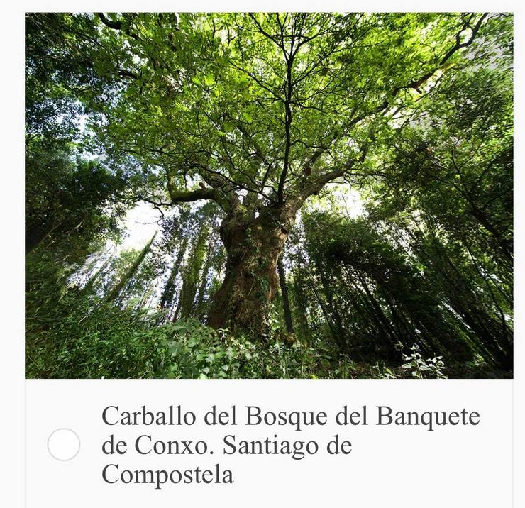 O histórico carballo do Banquete de Conxo/ Árbol del Año