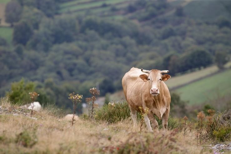 Unha vaca na Serra do Oribio, a 1 de outubro de 2021, en Triacastela, Lugo, Galicia, (España). Foto de arquivo.. Carlos Castro - Europa Press 