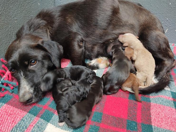 Cachorros e a súa nai recuperados dun colector en Sanxenxo. DEPUTACIÓN DE PONTEVEDRA 