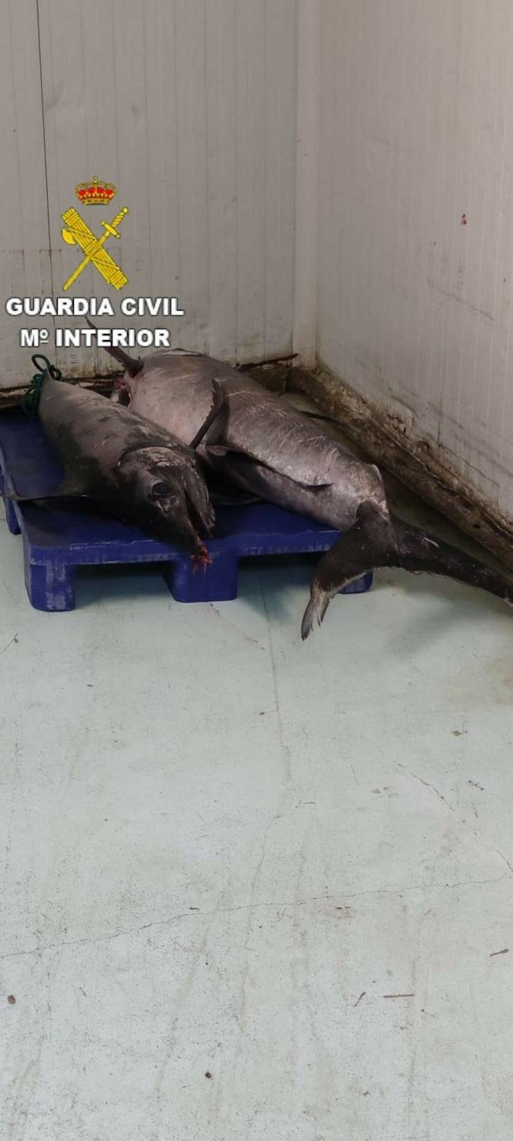 Dous exemplares de peixe espada sen documentación intervidos pola Garda Civil nun control de pesca no Porto da Coruña.. GARDA CIVIL / Europa Press