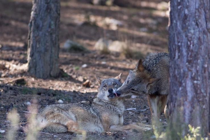 Arquivo - Dous lobos ibéricos do Centro do Lobo Ibérico en localidade de Robledo de Sanabria, en plena Serra da Culebra (lugar de maior concentración deste cánido no Sur de Europa). O Centro alberga 11 exemplares deste animal en situación de s. Carlos Castro - Europa Press - Arquivo 