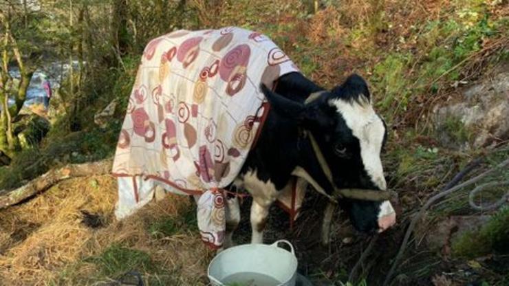 Vaca agardando ser salvada en Vila de Cruces tras caer por un terraplén 