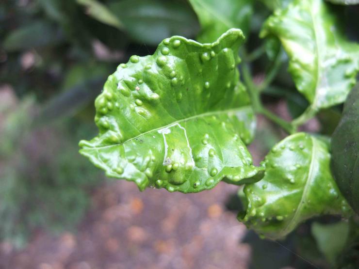 Follas danadas pola psila africana 