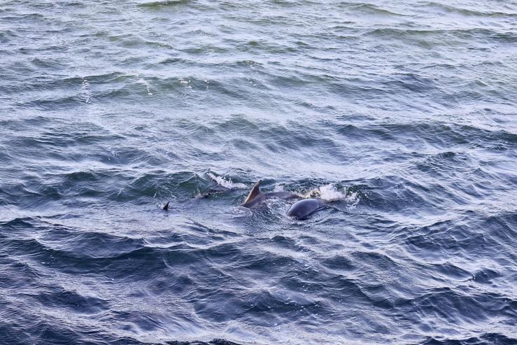 Os golfiños Aquelado, Capitán e Grumete  tras ser liberados na Toxa (Pontevedra). BEA CÍSCAR-EUROPA PRESS 