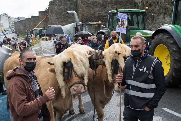 Dous gandeiros coas súas vacas, durante unha tractorada convocada por Agromuralla en Lugo para esixir mellor prezo do leite, a 4 de novembro de 2021, en Lugo, Galicia (España). A tractorada na que participaron 1.000 persoas e 22 tractores, foi. Carlos Castro - Europa Press