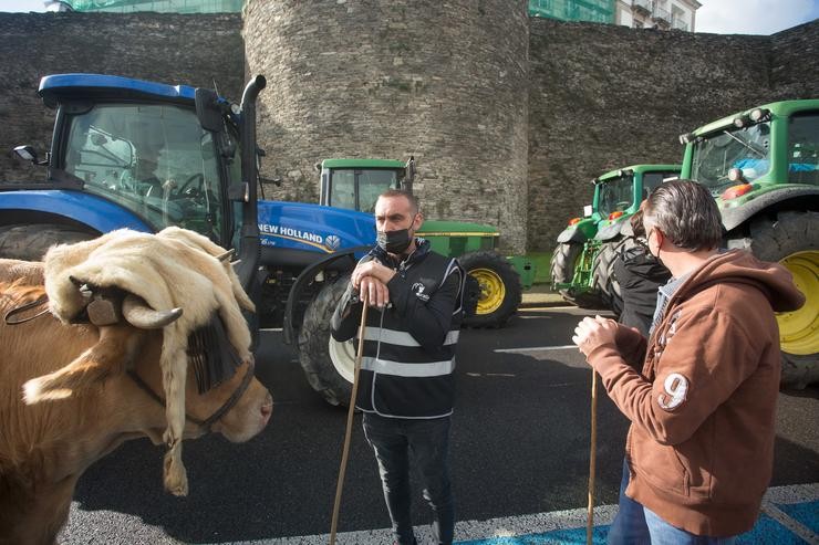 Un gandeiro coas súas vacas, antes de comezar a tractorada convocada por Agromuralla en Lugo para esixir mellor prezo do leite, a 4 de novembro de 2021, en Lugo, Galicia (España). A tractorada na que participaron 1.000 persoas e 22 tractores,. Carlos Castro - Europa Press / Europa Press