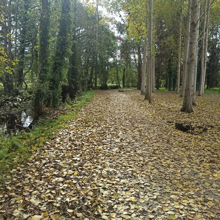 Imaxe das follas caídas no outono no paseo do Anallóns, en Carballo 