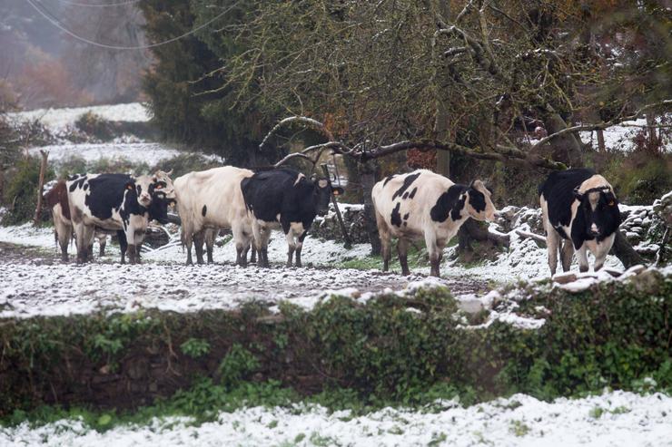 Un grupo de animais nunha zona de campo nevada, a 8 de decembro de 2021, en Lugo, Galicia, (España). A borrasca Varra provocou a activación para todo o litoral galego dunha alerta laranxa por temporal costeiro e de alerta amarela por nevadas e. Carlos Castro - Europa Press 