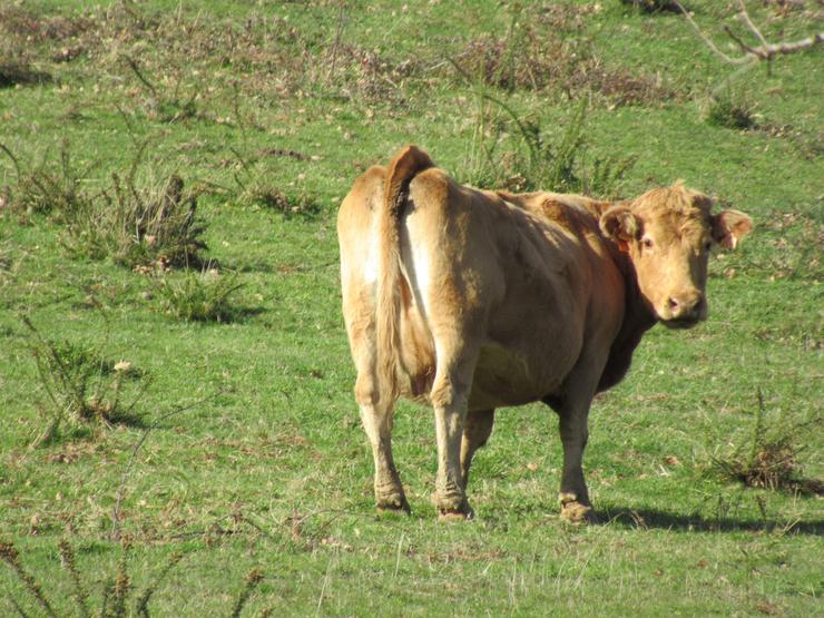 Arquivo - Vaca. EUROPA PRESS - Arquivo