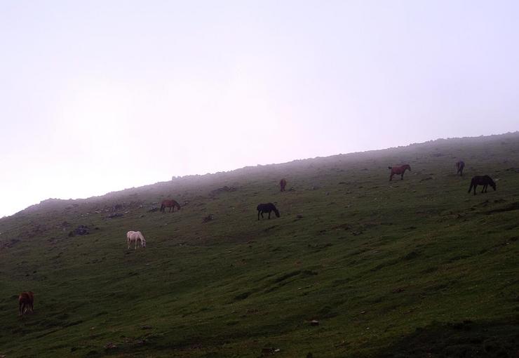 Cabalos salvaxes na Serra da Capelada. 