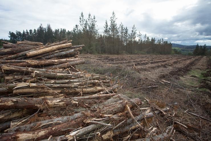 Arquivo - Un piñeiro novo recentemente tallado en Candaido, A Fonsagrada a 22 de abril de 2021, en Lugo, Galicia (España). A moratoria para a plantación de eucalipto entrará en vigor en maio, para acelerar está a procederse á talla doutras especies como o. Carlos Castro - Europa Press - Arquivo