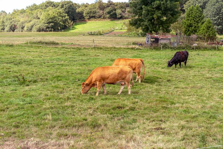 Vacas pastando no campo. UNIÓN DE UNIÓNS / Europa Press