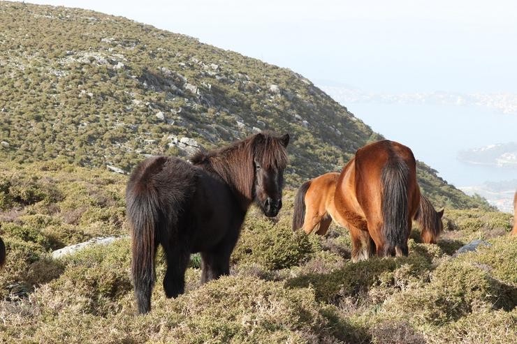 Cabalos salvaxes en Galicia. LAURA LAGOS / Europa Press