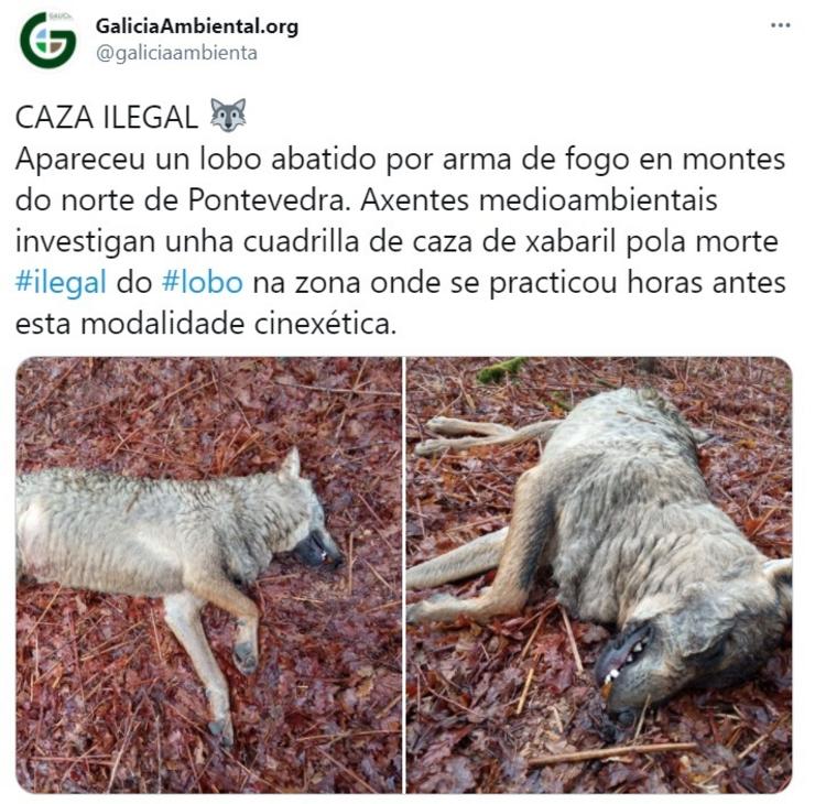 Tuit da asociación Galicia Ambiental no que denuncia a aparición dunha loba morta na Estrada (Pontevedra).. GALICIA AMBIENTAL