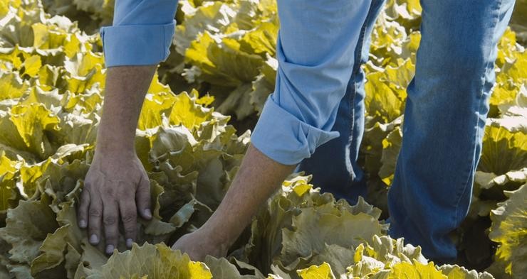 Un agricultor nun cultivo / NOSTOC BIOTECH - Arquivo