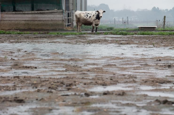 Unha vaca fronte a unha leira alagada polas últimas choivas previas á entrada da borrasca Justine, en Lugo / Carlos Castro - Europa Press.