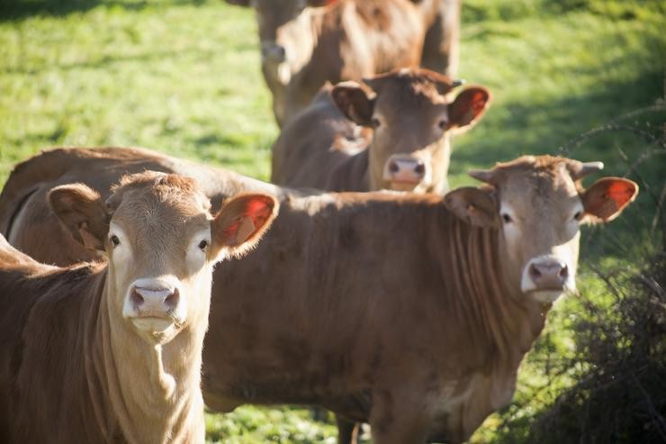 Vacas. Loura galega.. MERCEDES RANCAÑO OTERO 