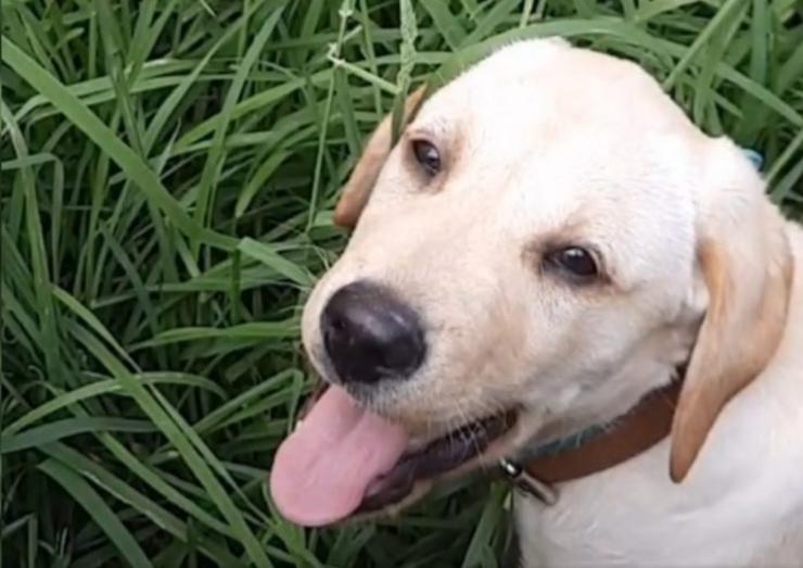 Bambi, un labrados que morreu tras unha malleira en Tomiño por maltrato animal / FB