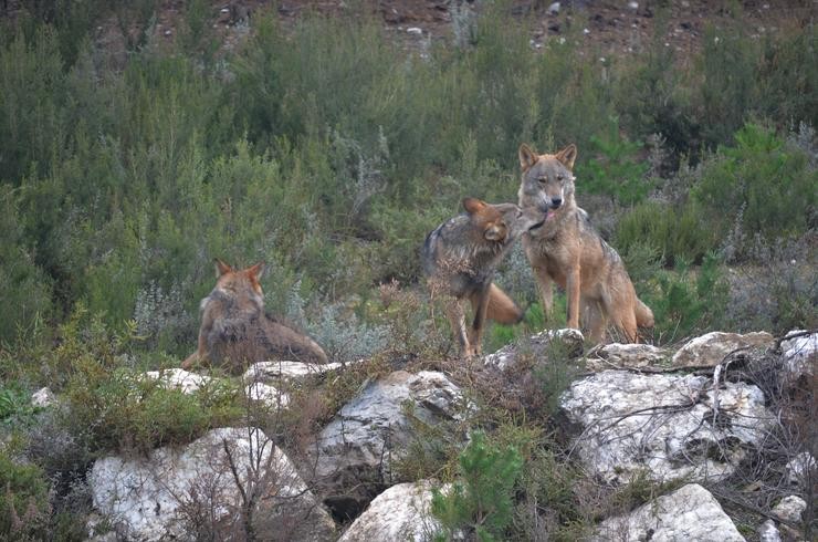 Exemplares de lobo ibérico no centro de conservación do lobo da Fundación Patrimonio Natural e Biodiversidade da Xunta de Castela e León 