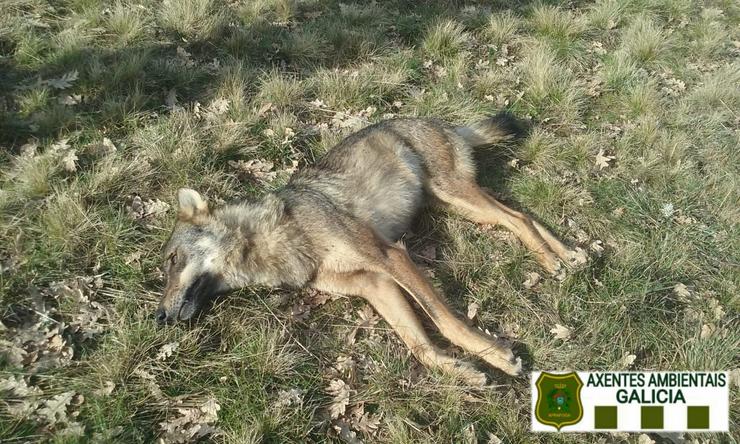 Un lobo morto dun tiro, neste caso trátase dunha femia atopada na Mezquita 