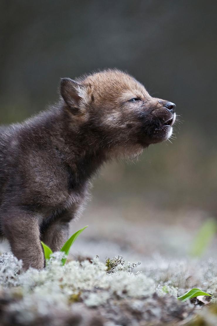 Cachorro de Lobo Ibérico.. WWF