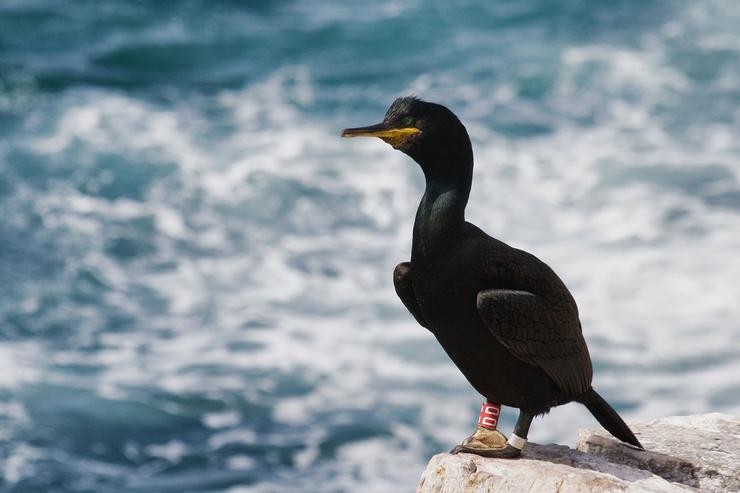 O proxecto Encorat da Universidade de Vigo busca reducir a mortalidade do corvo mariño. UNIVERSIDADE DE VIGO / Europa Press