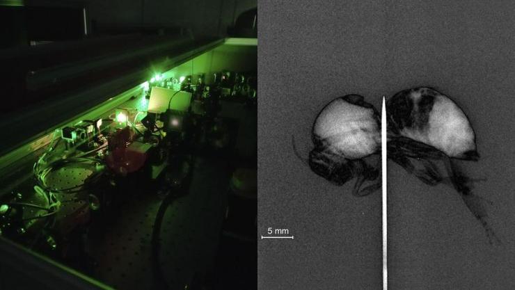 Vista do pre-amplificador multipaso do láser de L2A2 (esquerda) e imaxe por contraste de fase dunha abella obtida coa nova fonte microfoco de Raios X. / IGFAE