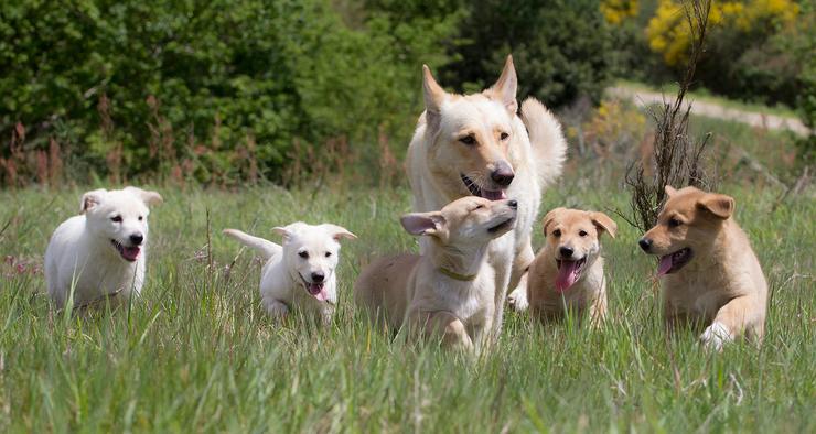 Cans de raza palleiro, autóctona de Galicia 