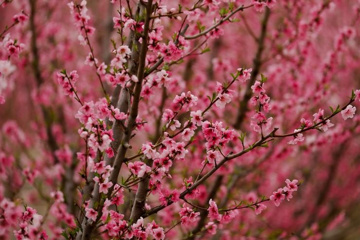 Flores de melocotoneros nunha leira de Cieza, Murcia (España), a 1 de marzo de 2021. A floración das árbores de Cieza converteuse nun dos principais reclamos turísticos do inverno na Rexión de Murcia e outorgou a este municipio fa. Edu Botella - Europa Press 