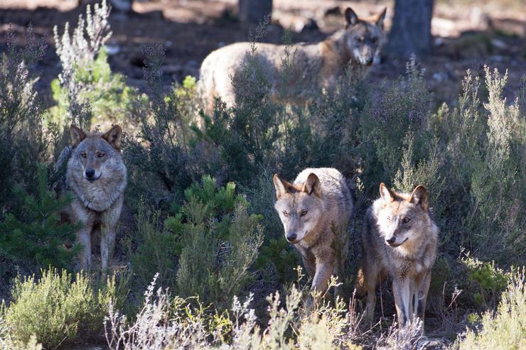 Varios lobos ibéricos do Centro do Lobo Ibérico  