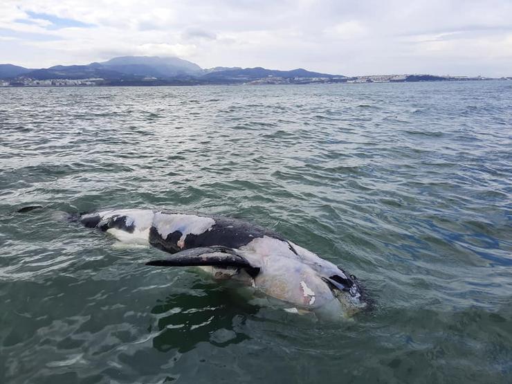 Candorca que interactuaba en Galicia apareceu morta no Estreito de Xibraltar / Cemma