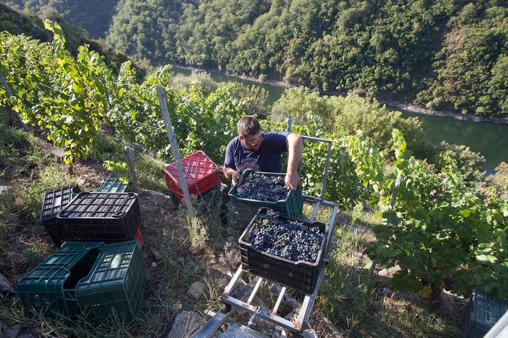 Un vendimiador transporta nunha caixa parte da colleita recollida no viñedo da Adega Algueira da D.O. Ribeira Sacra  /Carlos Castro - Europa Press