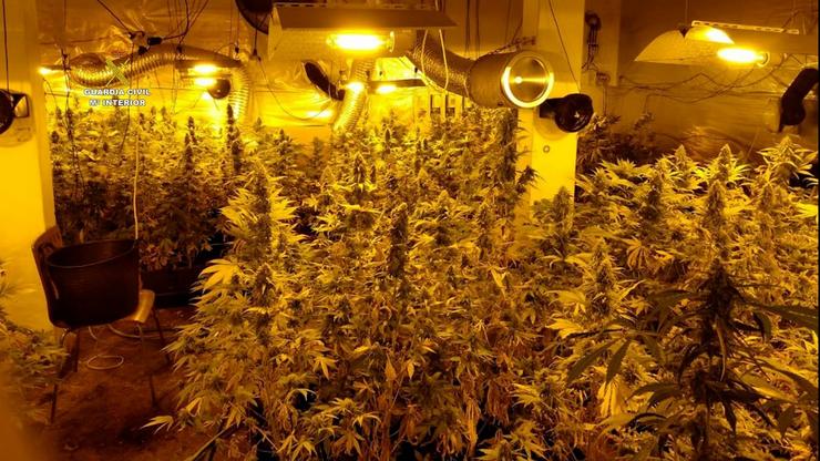 Plantación 'indoor' de cannabis desmantelada na Coruña pola Garda Civil.. GARDA CIVL 