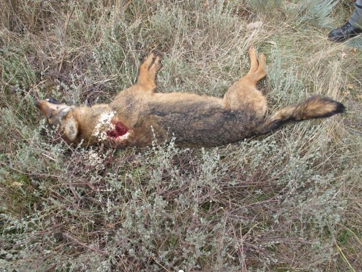 Lobo ibérico abatido ilegalmente por un cazador furtivo na Veiga (Ourense).. GARDA CIVIL / Europa Press