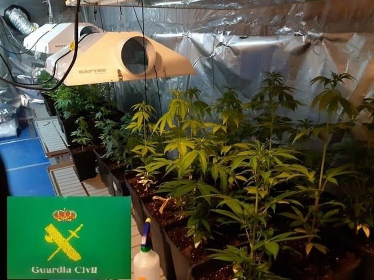 Cultivo de marihuana intervido nunha adega de Ribadavia (Ourense). GARDA CIVIL 