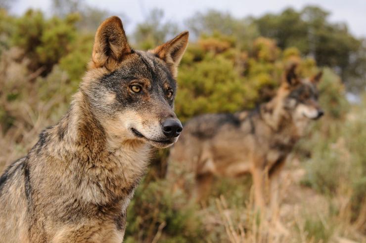 Exemplar de lobo ibérico 