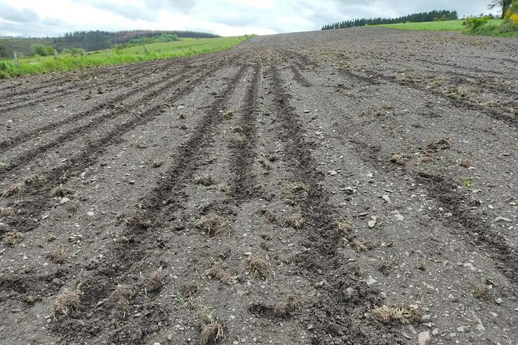 Danos dos xabaríns na sementeira, FONTE: AGROMURALLA