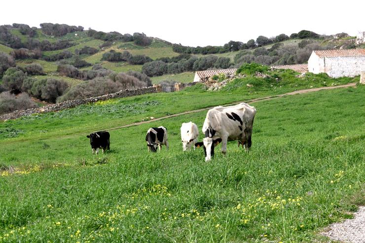Campo con vacas.. CAIB / Europa Press