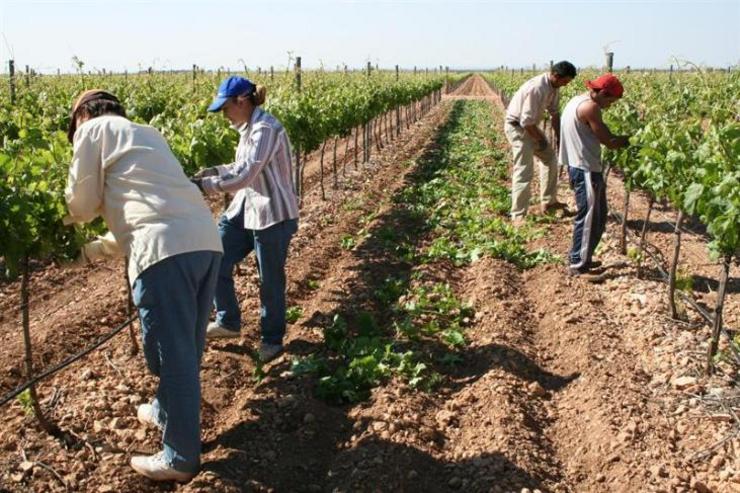 Agricultores traballando no campo 