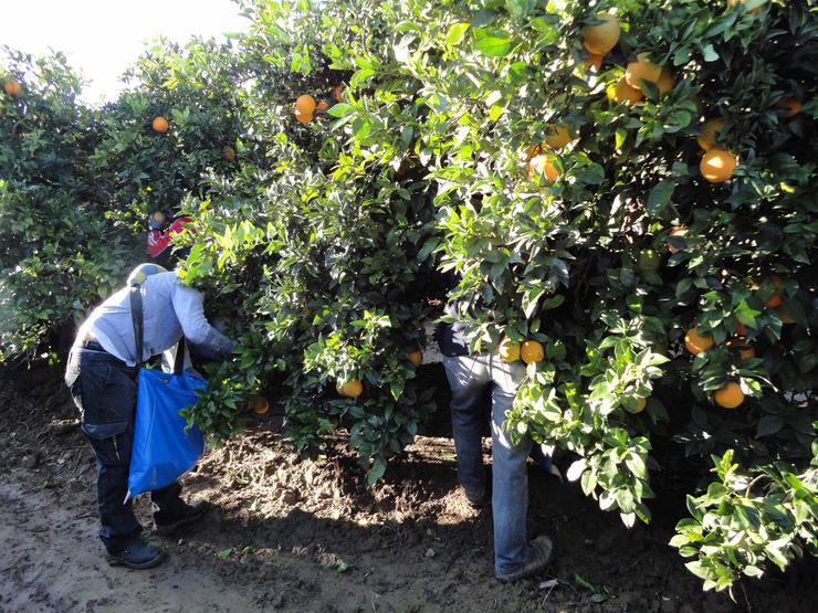 Arquivo - Traballadores no campo. Cooperativas Agro-alimentarias - Arquivo