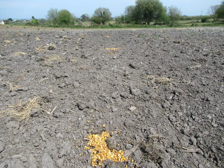 A Garda Civil investiga ao suposto autor dun delito contra a flora e fauna en Ribadeo (Lugo) por colocar cebos envelenados que mataron a un can e varias aves.. GARDA CIVIL / Europa Press