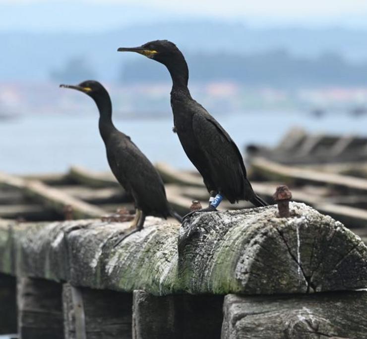 O exemplar de corvo mariño cristado da dereita podería ser o máis lonxevo de Galicai / Bruno Díaz - Álvaro Barros
